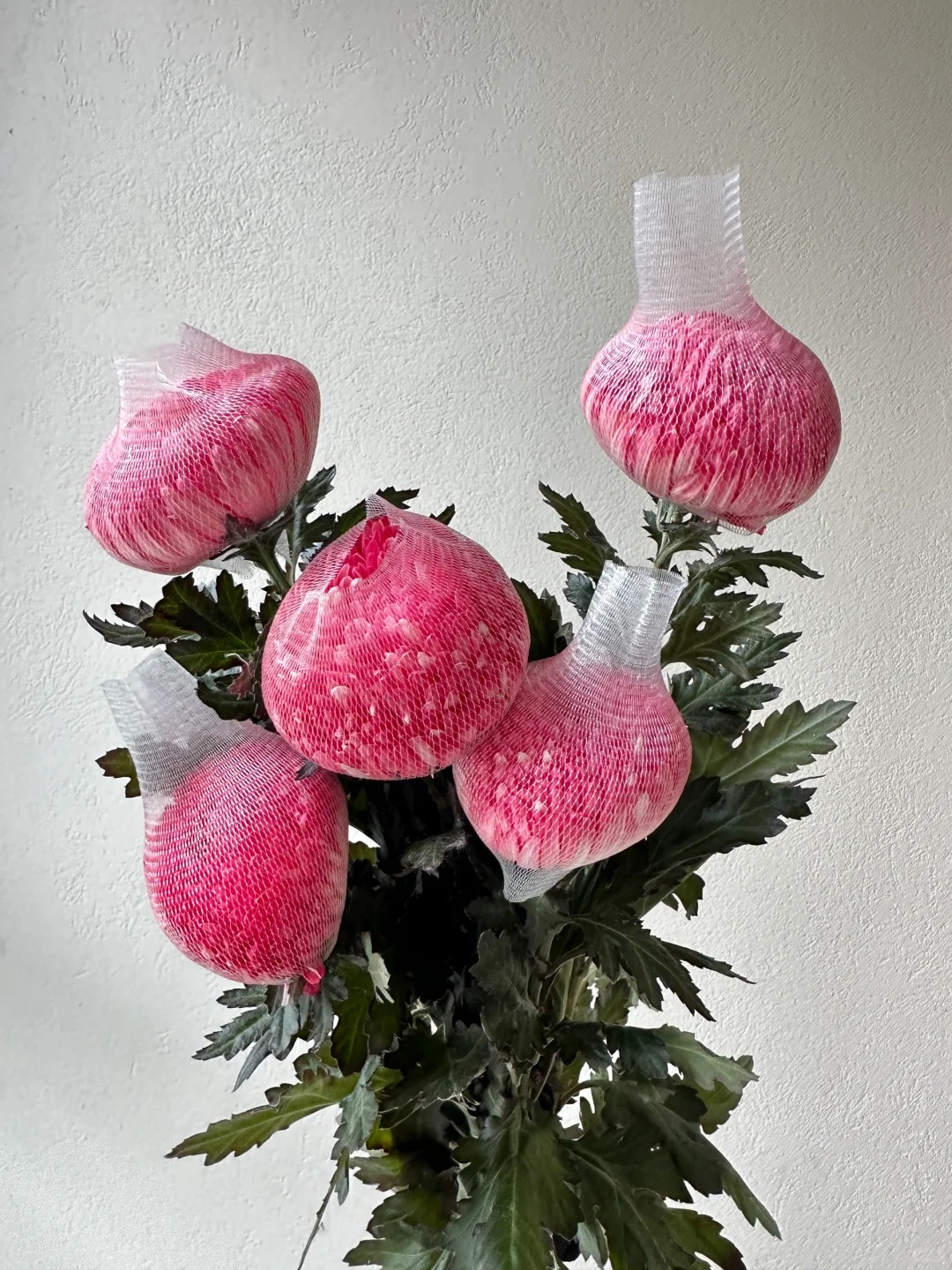 Chi hơn 300k rước bình hoa "khổng lồ" về nhà: Loài hoa định nghĩa lại hai chữ "phú quý" cho phòng khách ngày xuân - Ảnh 31. Chi hơn 300k rước bình hoa "khổng lồ" về nhà: Loài hoa định nghĩa lại hai chữ "phú quý" cho phòng khách ngày xuân - Ảnh 31.