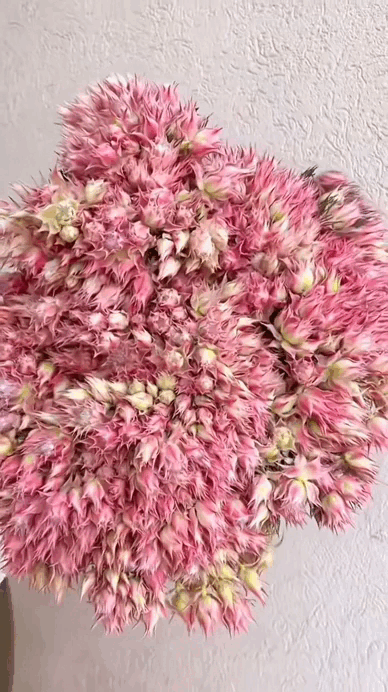 Loài hoa tên nghe bẽn lẽn như gái đôi mươi, nở rộ thành tuyệt phẩm, bền đẹp suốt cả tháng- Ảnh 2.