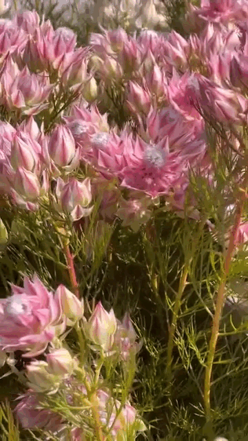 Loài hoa tên nghe bẽn lẽn như gái đôi mươi, nở rộ thành tuyệt phẩm, bền đẹp suốt cả tháng- Ảnh 3.