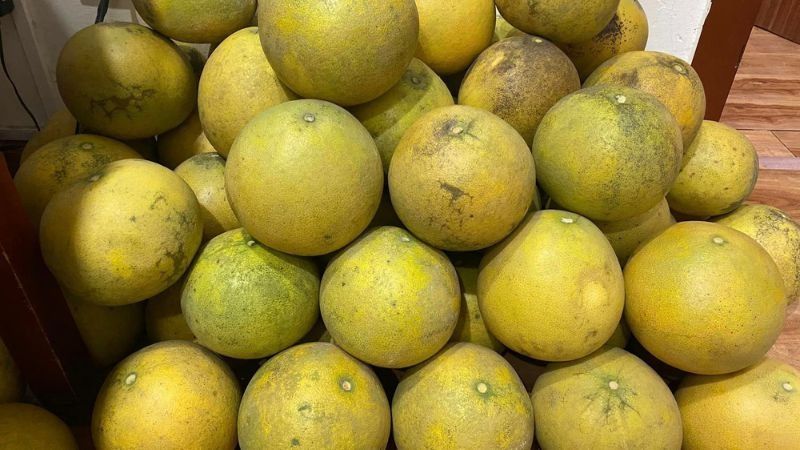 Loại quả hot nhất Tết để 2 tháng không mốc, không hỏng, càng lâu càng ngon ngọt- Ảnh 1. Loại quả hot nhất Tết để 2 tháng không mốc, không hỏng, càng lâu càng ngon ngọt- Ảnh 1.