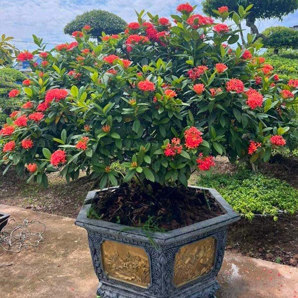 Loài hoa chơi Tết bền cả tháng, nở đẹp mỹ miều: 1 ngày ngắm 24 giờ không thấy chán- Ảnh 2. Loài hoa chơi Tết bền cả tháng, nở đẹp mỹ miều: 1 ngày ngắm 24 giờ không thấy chán- Ảnh 2.