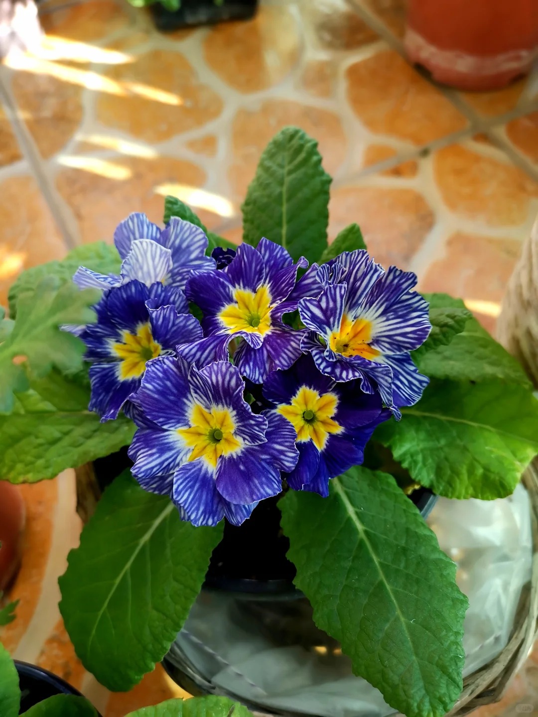 "Cực phẩm" chưng Tết lạ mắt với vẻ đẹp ma mị, nhìn qua tưởng hoa giả mà lại thơm ngát hương xuân- Ảnh 15.