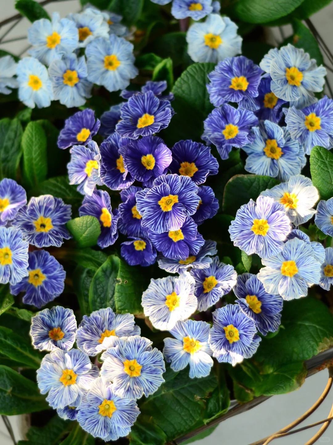 "Cực phẩm" chưng Tết lạ mắt với vẻ đẹp ma mị, nhìn qua tưởng hoa giả mà lại thơm ngát hương xuân- Ảnh 3.