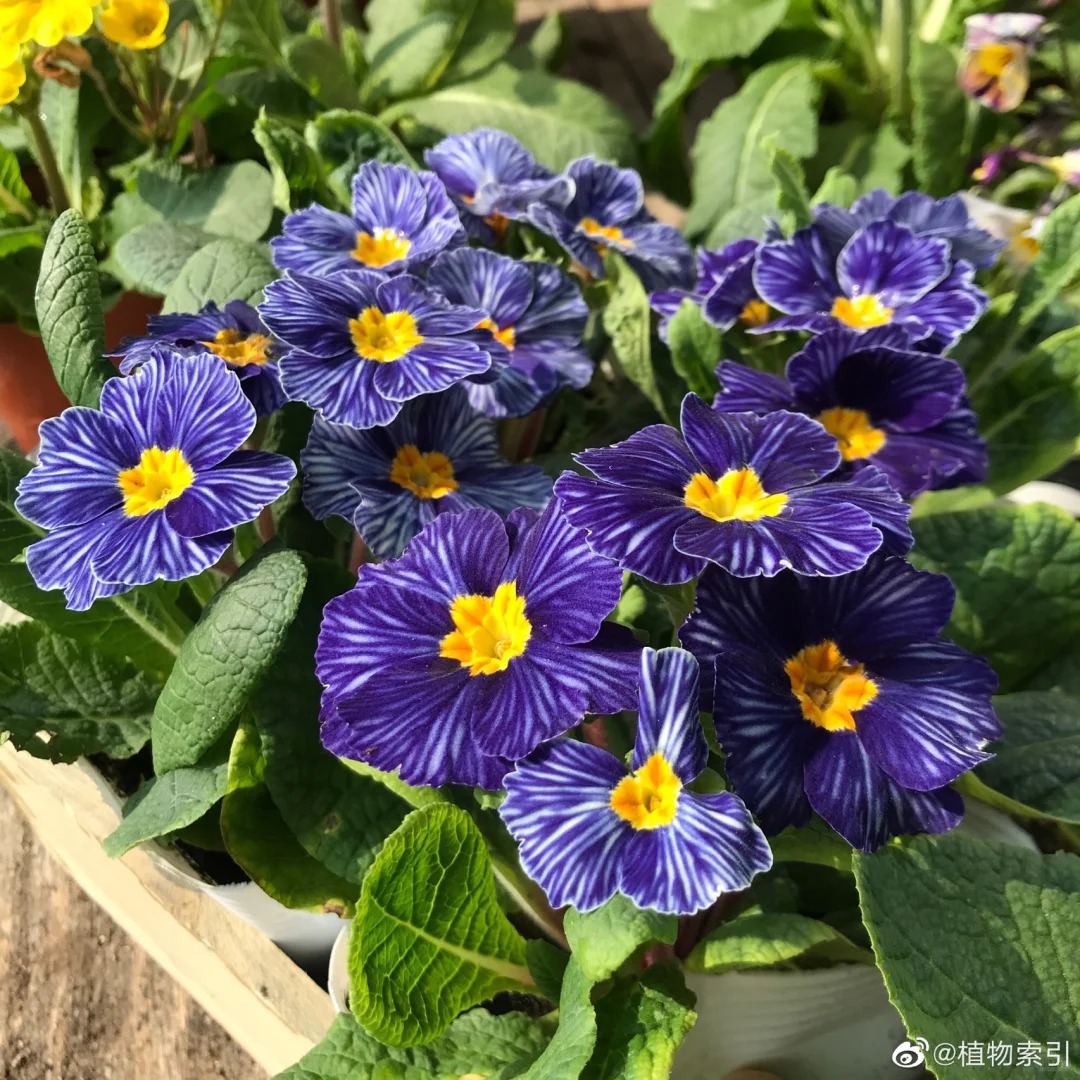 "Cực phẩm" chưng Tết lạ mắt với vẻ đẹp ma mị, nhìn qua tưởng hoa giả mà lại thơm ngát hương xuân- Ảnh 25.