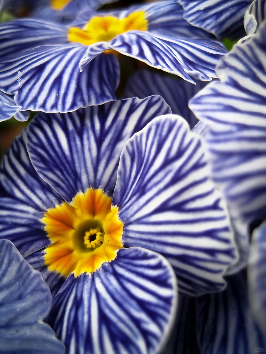 "Cực phẩm" chưng Tết lạ mắt với vẻ đẹp ma mị, nhìn qua tưởng hoa giả mà lại thơm ngát hương xuân- Ảnh 6.