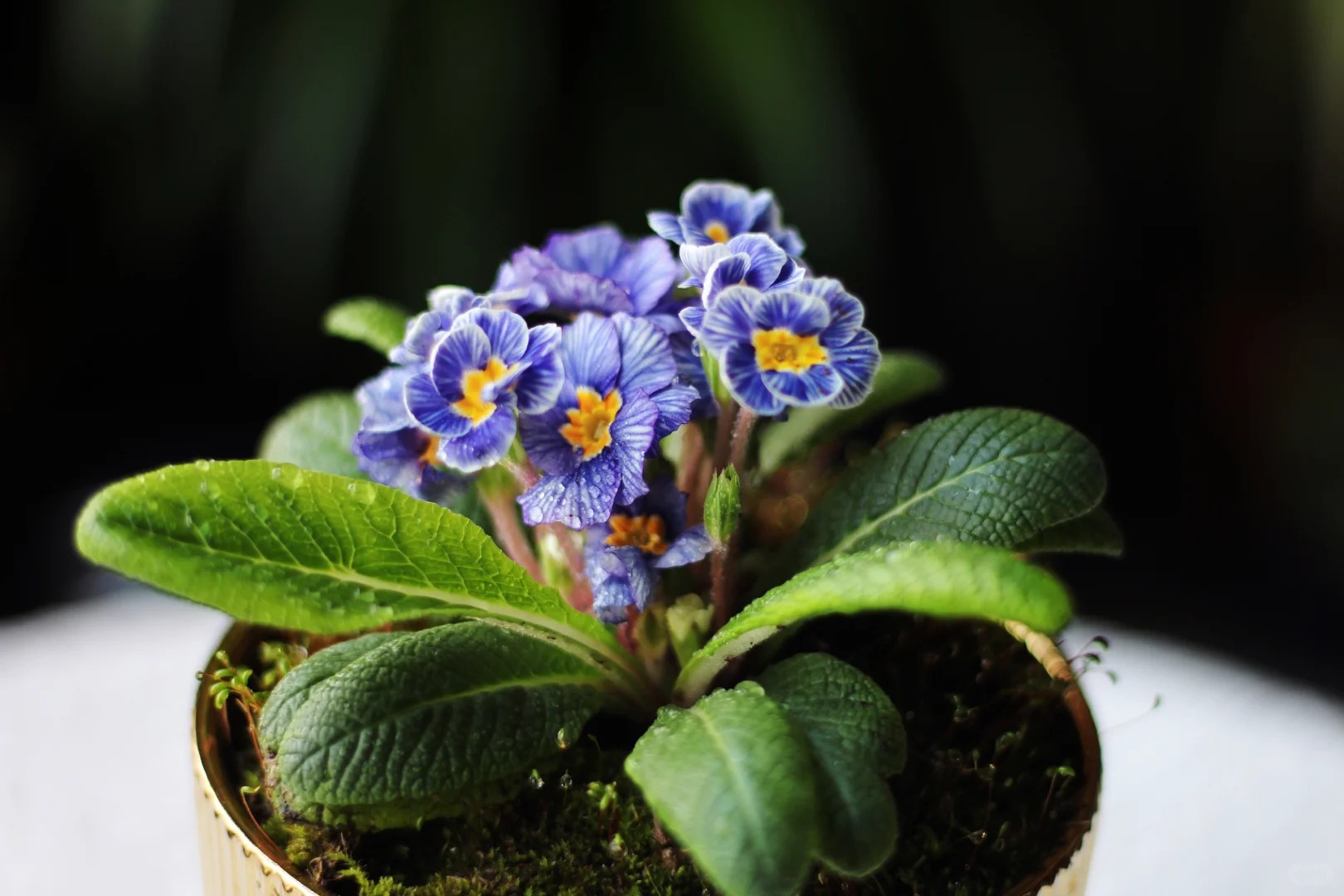 "Cực phẩm" chưng Tết lạ mắt với vẻ đẹp ma mị, nhìn qua tưởng hoa giả mà lại thơm ngát hương xuân- Ảnh 18.