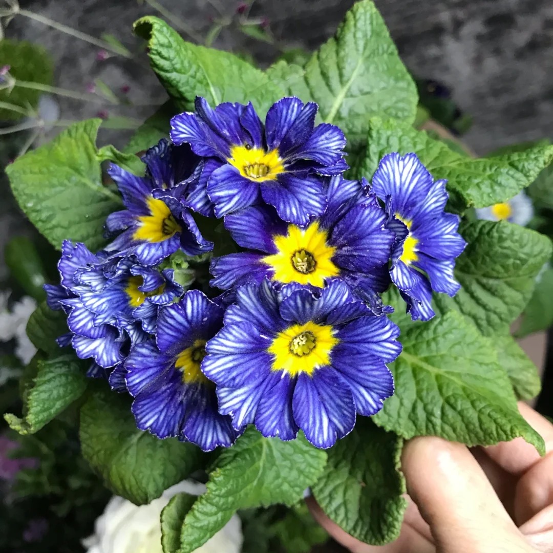 "Cực phẩm" chưng Tết lạ mắt với vẻ đẹp ma mị, nhìn qua tưởng hoa giả mà lại thơm ngát hương xuân- Ảnh 10.