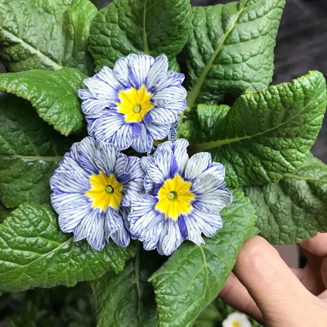 "Cực phẩm" chưng Tết lạ mắt với vẻ đẹp ma mị, nhìn qua tưởng hoa giả mà lại thơm ngát hương xuân- Ảnh 11.