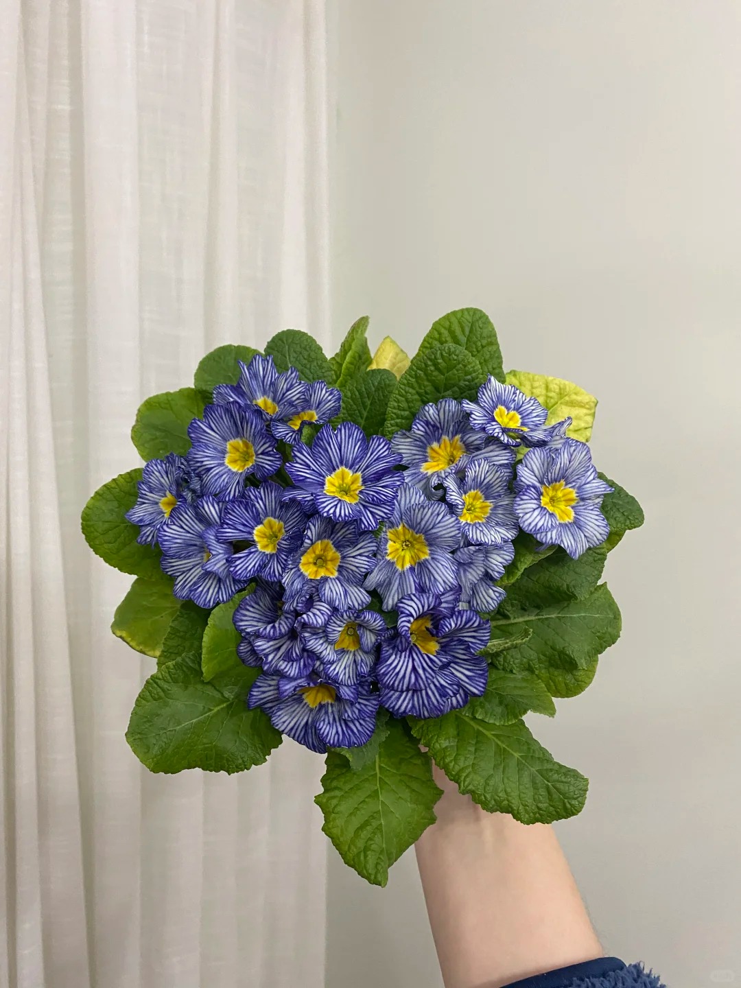 "Cực phẩm" chưng Tết lạ mắt với vẻ đẹp ma mị, nhìn qua tưởng hoa giả mà lại thơm ngát hương xuân- Ảnh 28.