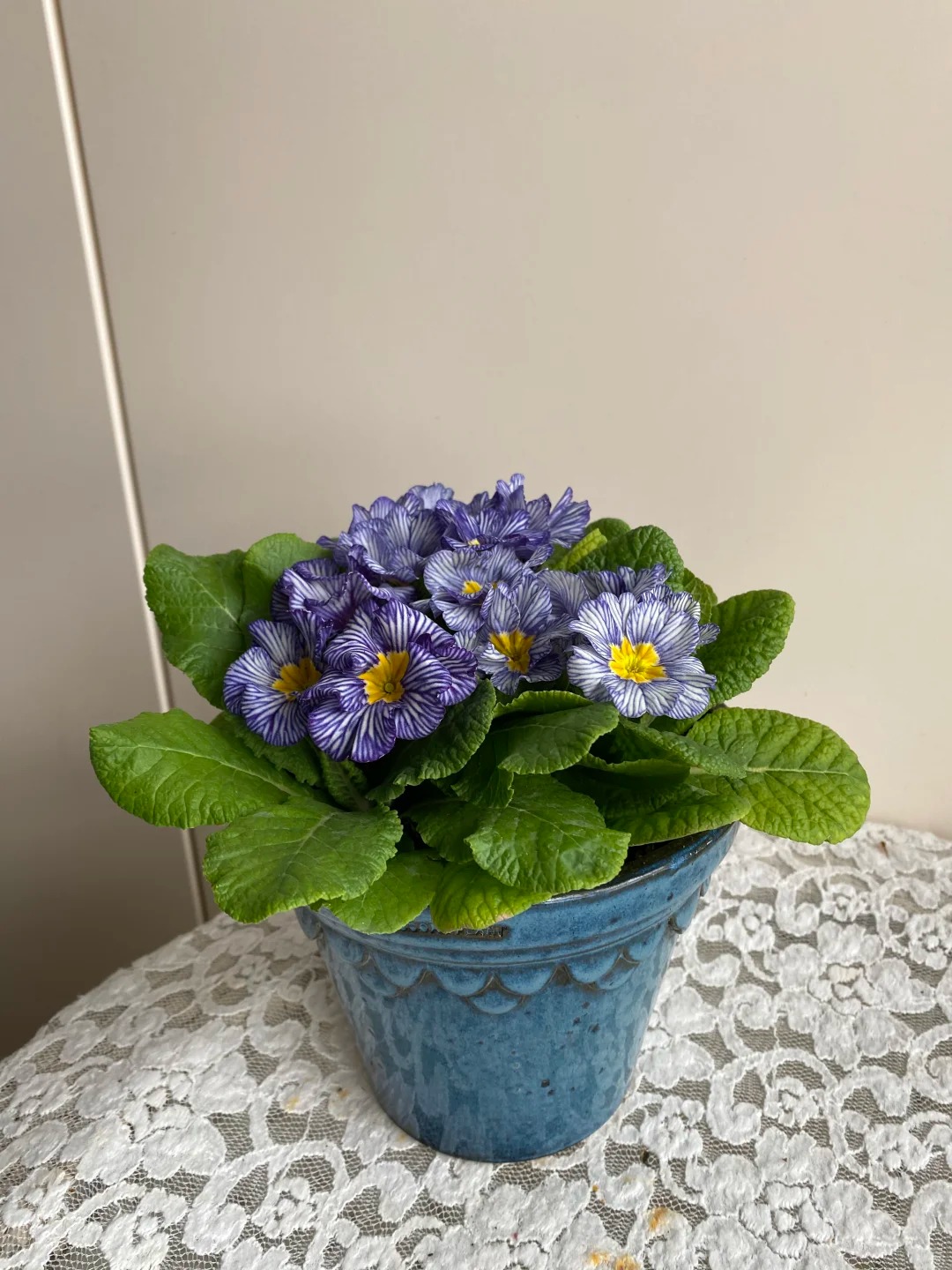 "Cực phẩm" chưng Tết lạ mắt với vẻ đẹp ma mị, nhìn qua tưởng hoa giả mà lại thơm ngát hương xuân- Ảnh 27.