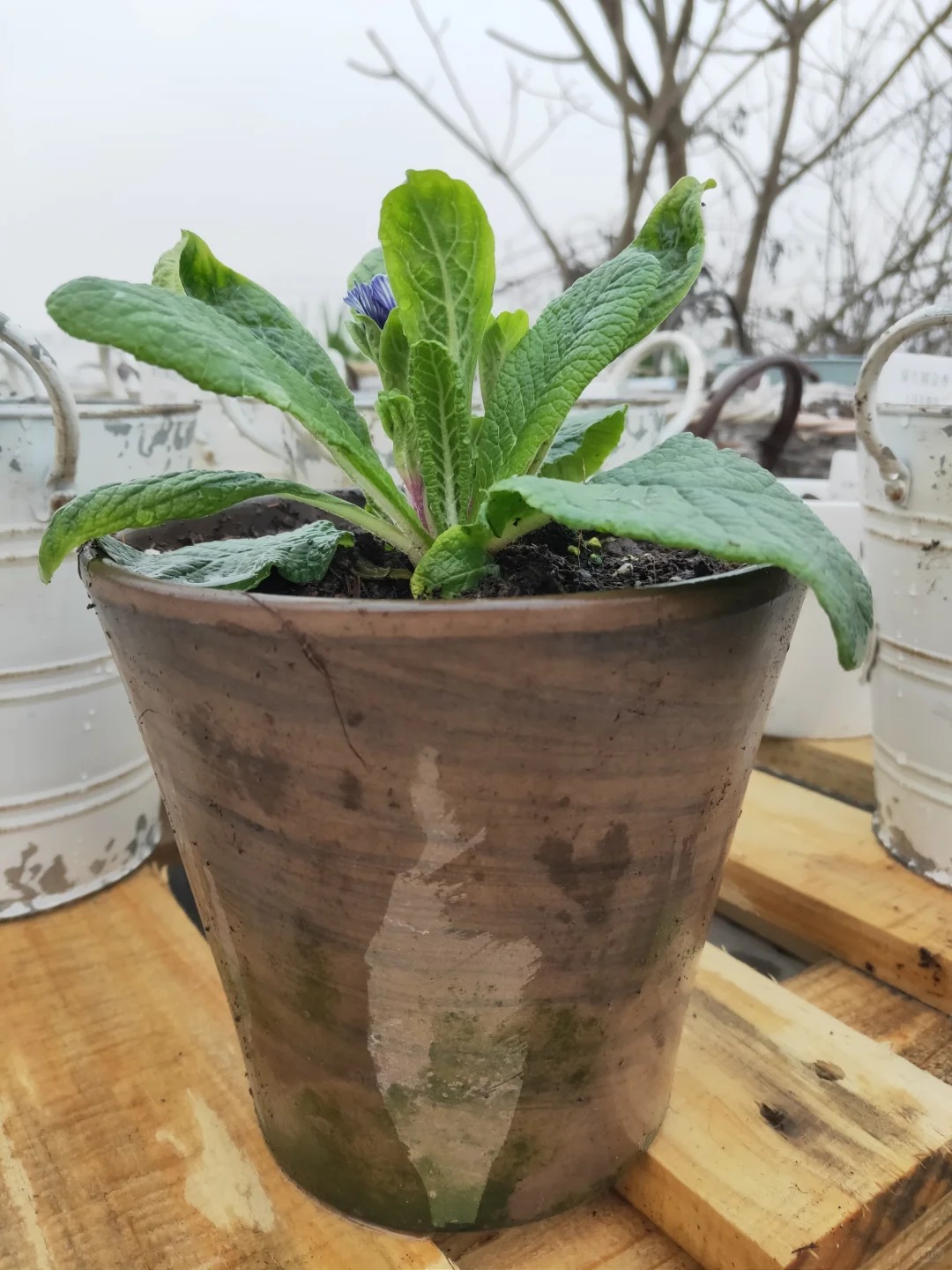 "Cực phẩm" chưng Tết lạ mắt với vẻ đẹp ma mị, nhìn qua tưởng hoa giả mà lại thơm ngát hương xuân- Ảnh 31.