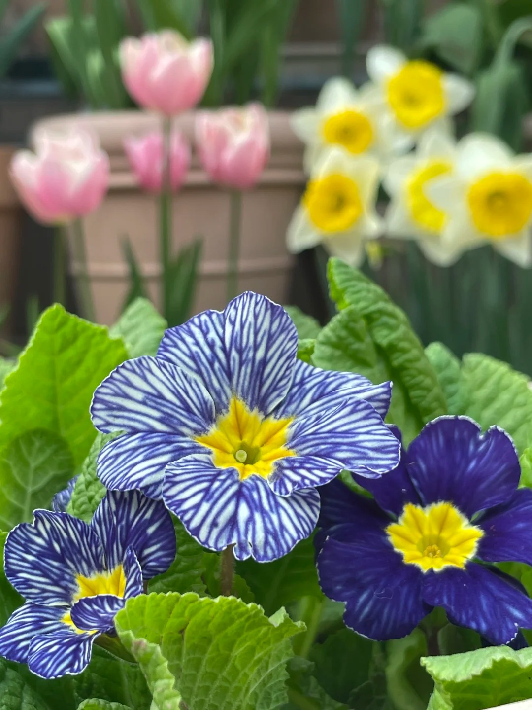 "Cực phẩm" chưng Tết lạ mắt với vẻ đẹp ma mị, nhìn qua tưởng hoa giả mà lại thơm ngát hương xuân- Ảnh 21.