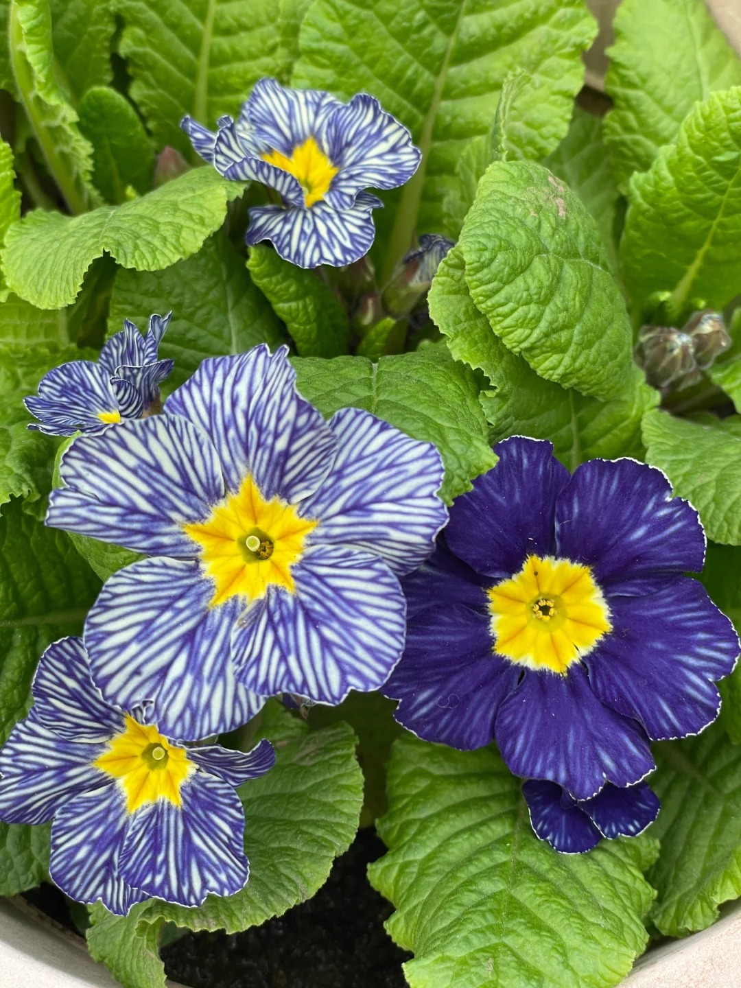 "Cực phẩm" chưng Tết lạ mắt với vẻ đẹp ma mị, nhìn qua tưởng hoa giả mà lại thơm ngát hương xuân- Ảnh 22.