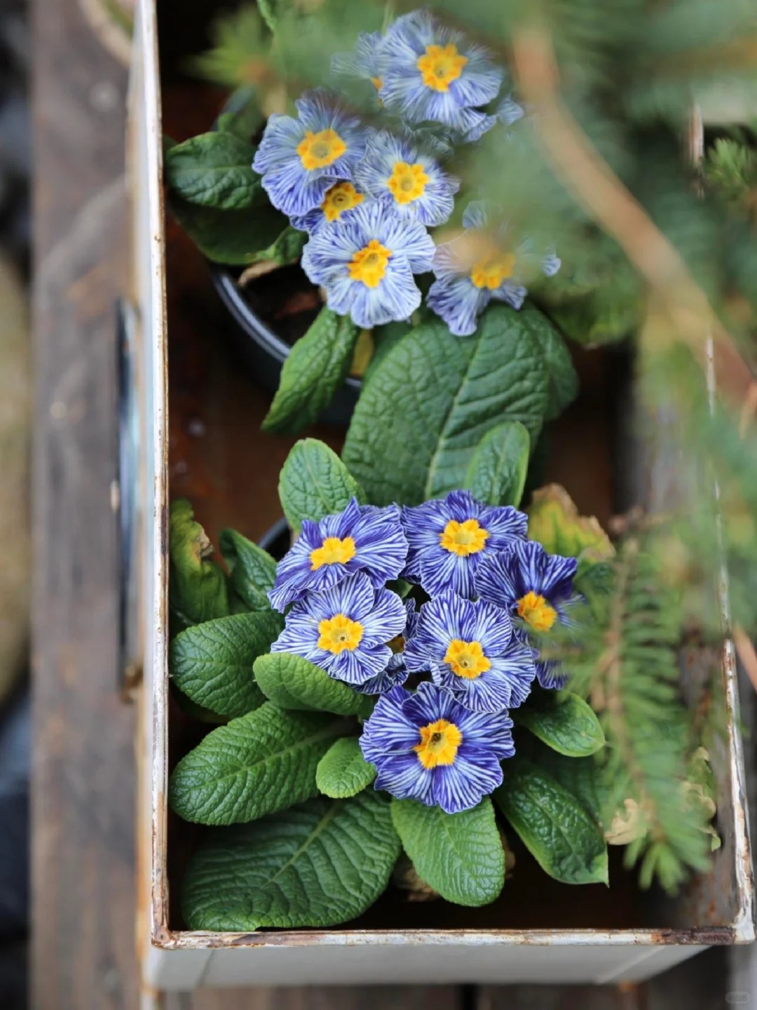 "Cực phẩm" chưng Tết lạ mắt với vẻ đẹp ma mị, nhìn qua tưởng hoa giả mà lại thơm ngát hương xuân- Ảnh 8.