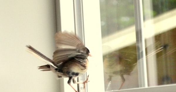 4 vật vào nhà là điềm báo phong thủy tốt lành, tiền tài khởi sắc: Chớ dại đuổi chúng đi- Ảnh 1.