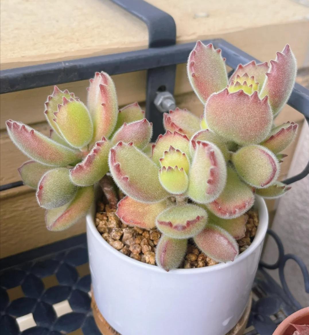 5 loại mọng nước đẹp thì đẹp thật… nhưng mang "nghèo" vào nhà: Trồng càng lâu ví càng mỏng, đừng dại rước về- Ảnh 1. 5 loại mọng nước đẹp thì đẹp thật… nhưng mang "nghèo" vào nhà: Trồng càng lâu ví càng mỏng, đừng dại rước về- Ảnh 1.