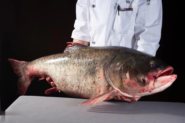 Mùa đông có 4 loại cá “dễ ngậm kim loại nặng” nên ăn ít, tiểu thương cảnh báo rẻ mấy cũng đừng mua- Ảnh 4.