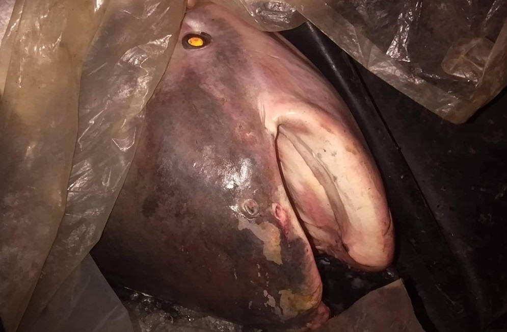 "Quái vật" 230kg trên sông Mê Kông lộ diện, giới khoa học "lo ngại" - Ảnh 1.