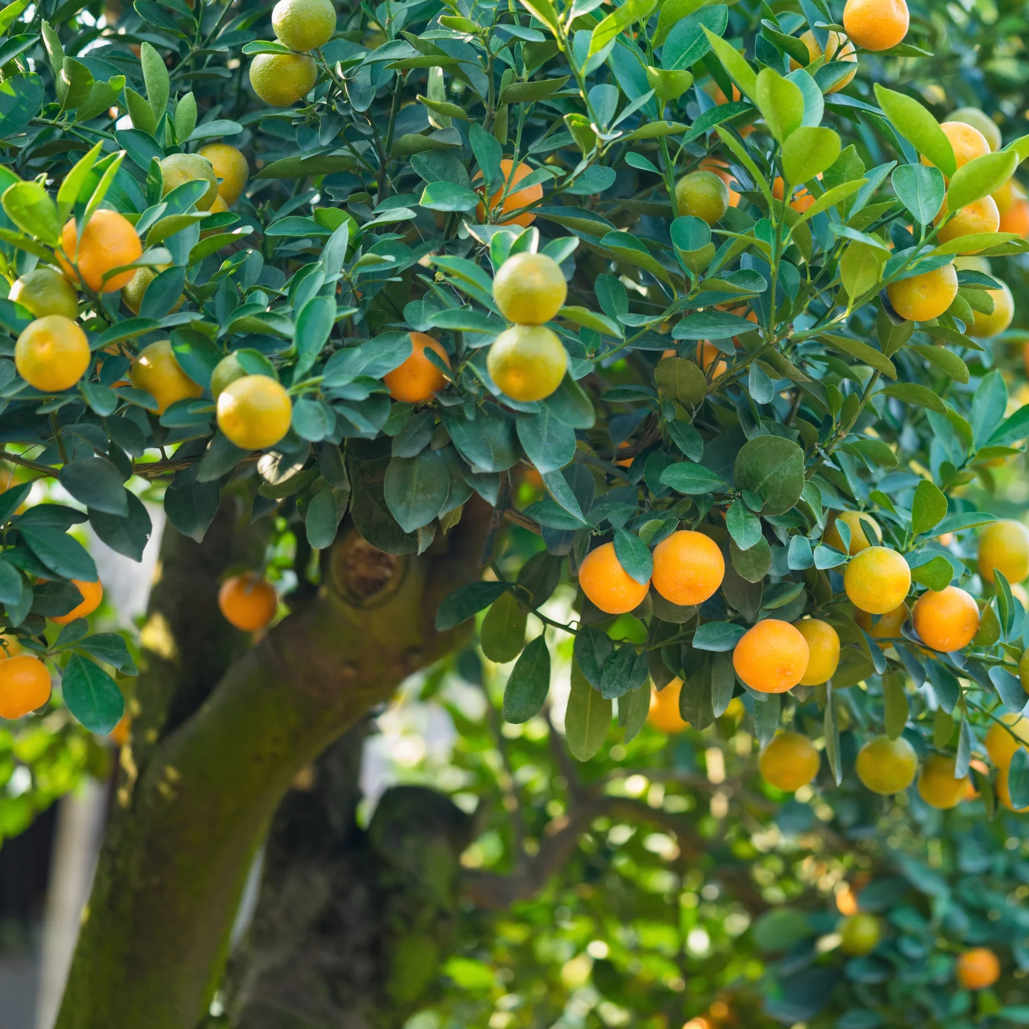 2 loại cây nên trồng trước cửa nhà vào năm mới: "Hút" tài lộc, làm thuốc cho cả gia đình- Ảnh 1.