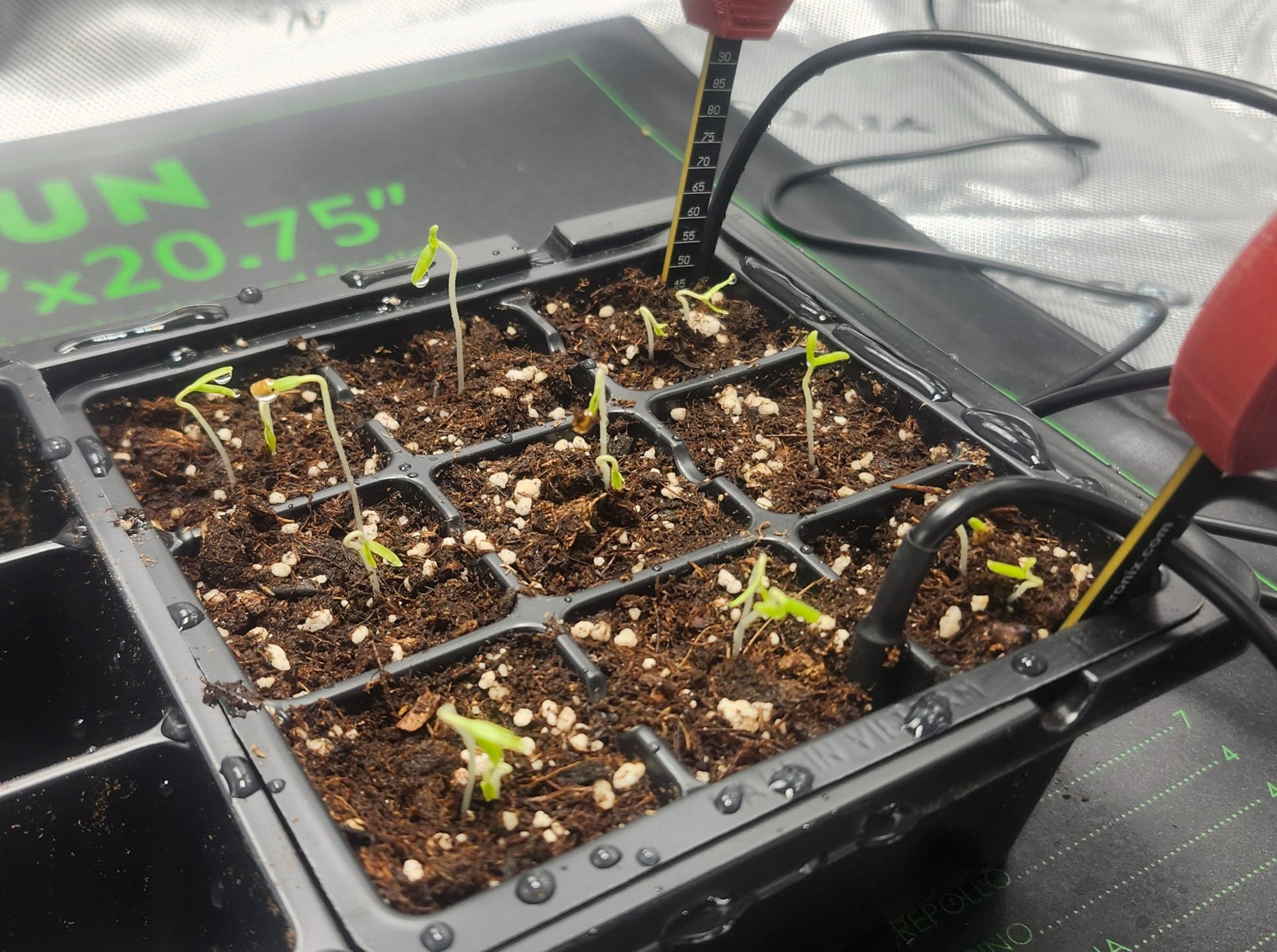 Một lập trình viên cho AI trồng cà chua: Thí nghiệm nghe vui tai nhưng không hề đùa!- Ảnh 1.