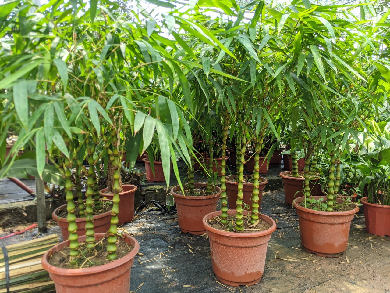 2 loại cây nên trồng trước cửa nhà vào năm mới: "Hút" tài lộc, làm thuốc cho cả gia đình- Ảnh 2.