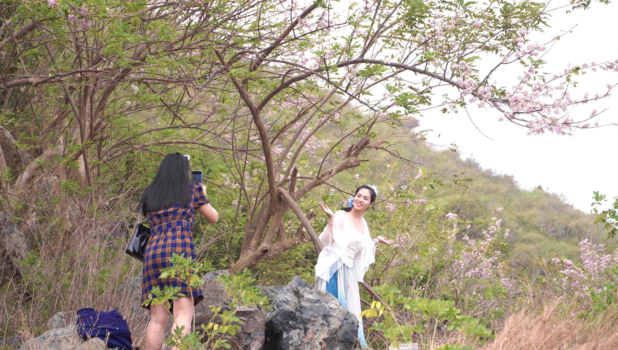 Hoa đỗ mai nở rộ, Vũng Tàu dịu dàng bước vào xuân - Ảnh 4.