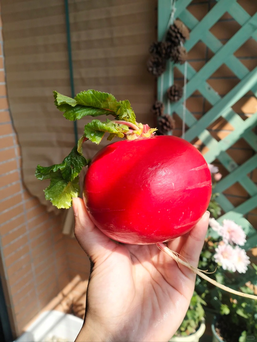 Trend lạ đón Tết: Ra chợ mua củ cải đỏ về cắm bình, ai ngờ thành chậu "Hồng Vận Đương Đầu" hút lộc cực xinh! - Ảnh 16.