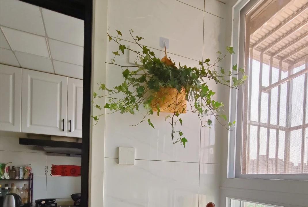 Nhiều người trồng hoa mà phạm đại kỵ: Có loại càng đẹp càng hút âm khí, mang vào nhà là vận suy ngay lập tức- Ảnh 3. Nhiều người trồng hoa mà phạm đại kỵ: Có loại càng đẹp càng hút âm khí, mang vào nhà là vận suy ngay lập tức- Ảnh 3.