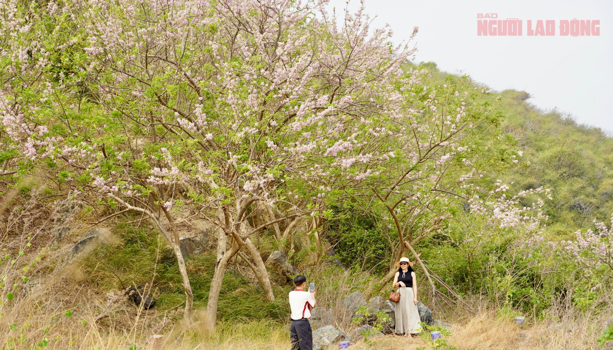 Hoa đỗ mai nở rộ, Vũng Tàu dịu dàng bước vào xuân - Ảnh 1.