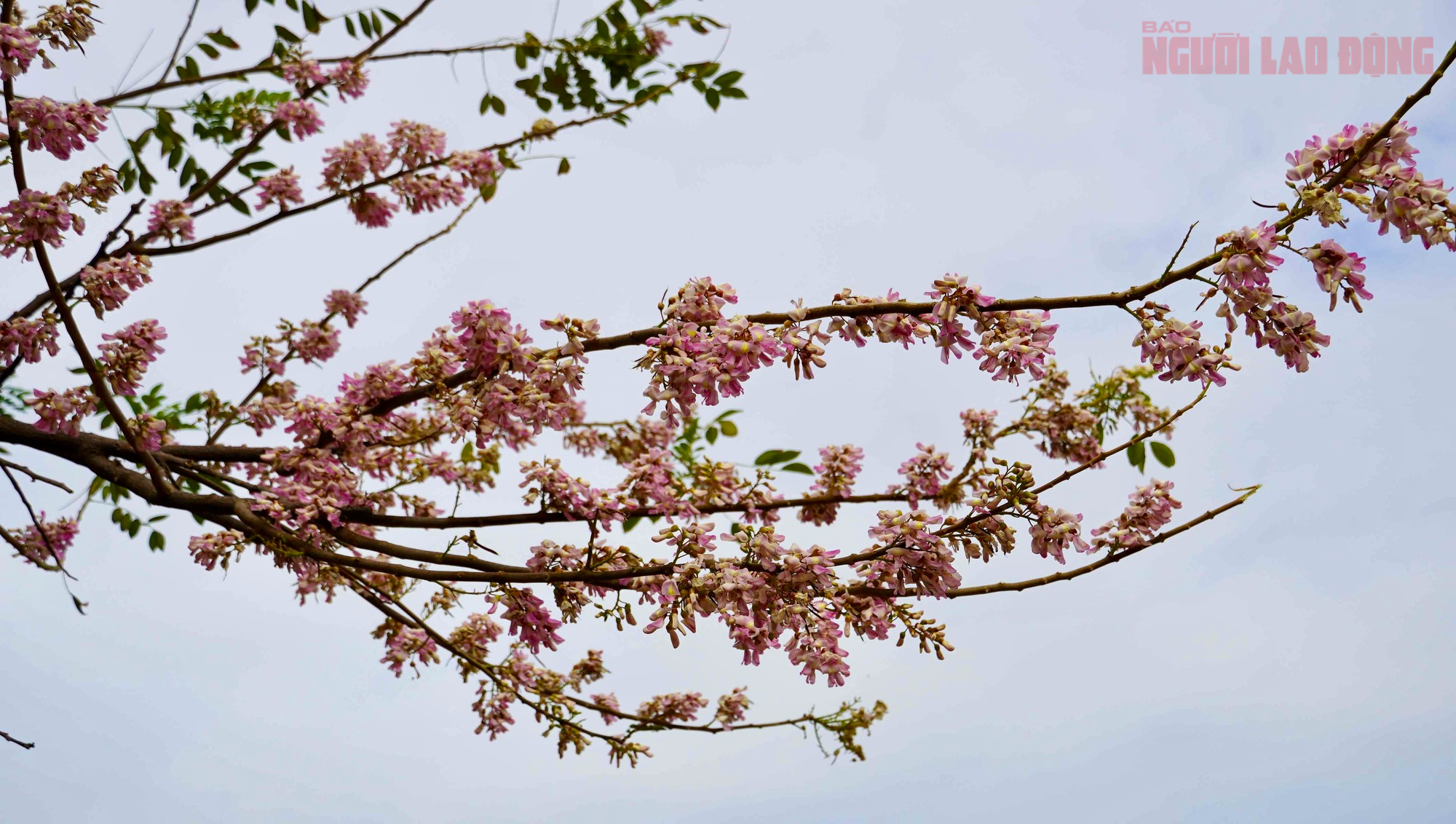 Hoa đỗ mai nở rộ, Vũng Tàu dịu dàng bước vào xuân - Ảnh 6.