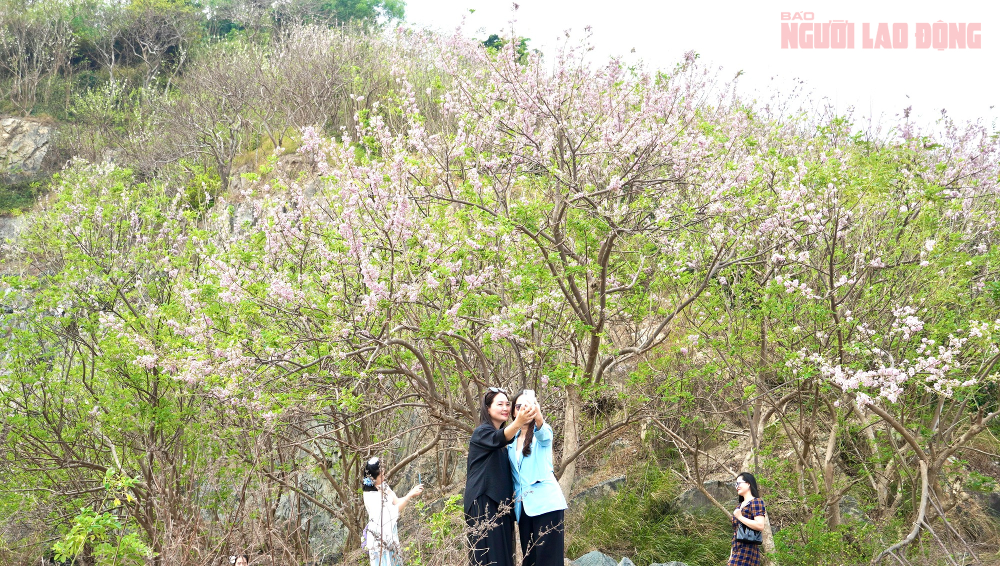 Hoa đỗ mai nở rộ, Vũng Tàu dịu dàng bước vào xuân - Ảnh 7.