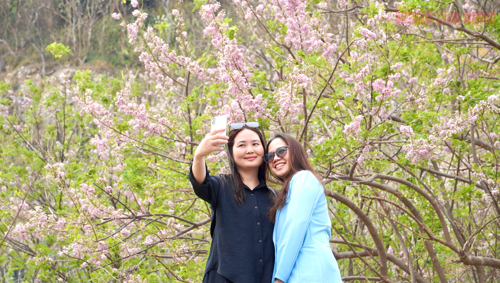 Hoa đỗ mai nở rộ, Vũng Tàu dịu dàng bước vào xuân - Ảnh 8.