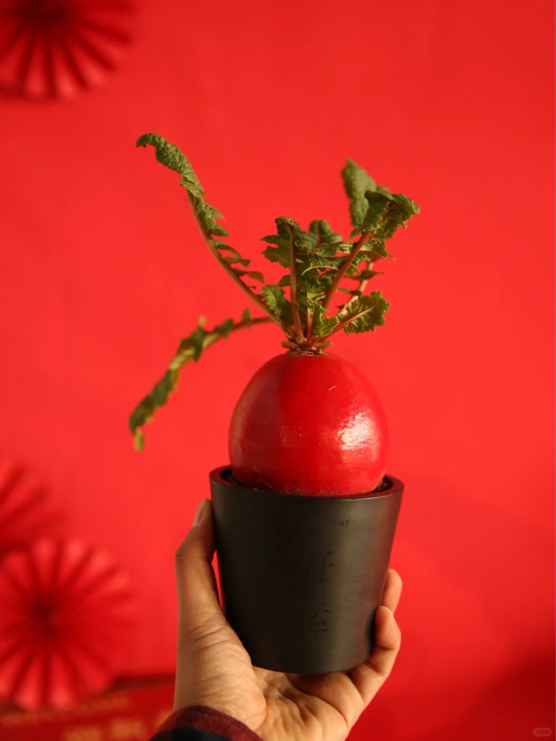 Trend lạ đón Tết: Ra chợ mua củ cải đỏ về cắm bình, ai ngờ thành chậu "Hồng Vận Đương Đầu" hút lộc cực xinh! - Ảnh 17.