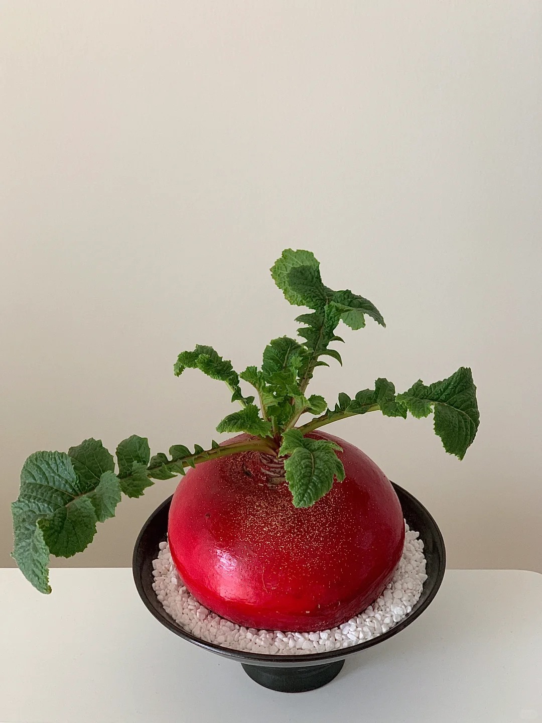 Trend lạ đón Tết: Ra chợ mua củ cải đỏ về cắm bình, ai ngờ thành chậu "Hồng Vận Đương Đầu" hút lộc cực xinh! - Ảnh 15.