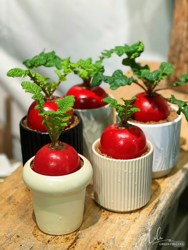 Trend lạ đón Tết: Ra chợ mua củ cải đỏ về cắm bình, ai ngờ thành chậu "Hồng Vận Đương Đầu" hút lộc cực xinh! - Ảnh 19.