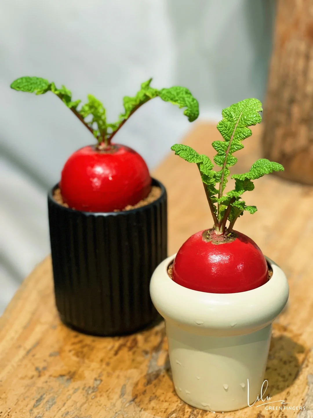 Trend lạ đón Tết: Ra chợ mua củ cải đỏ về cắm bình, ai ngờ thành chậu "Hồng Vận Đương Đầu" hút lộc cực xinh! - Ảnh 18.