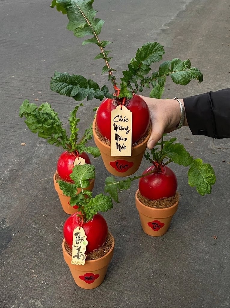 Trend lạ đón Tết: Ra chợ mua củ cải đỏ về cắm bình, ai ngờ thành chậu "Hồng Vận Đương Đầu" hút lộc cực xinh! - Ảnh 7.