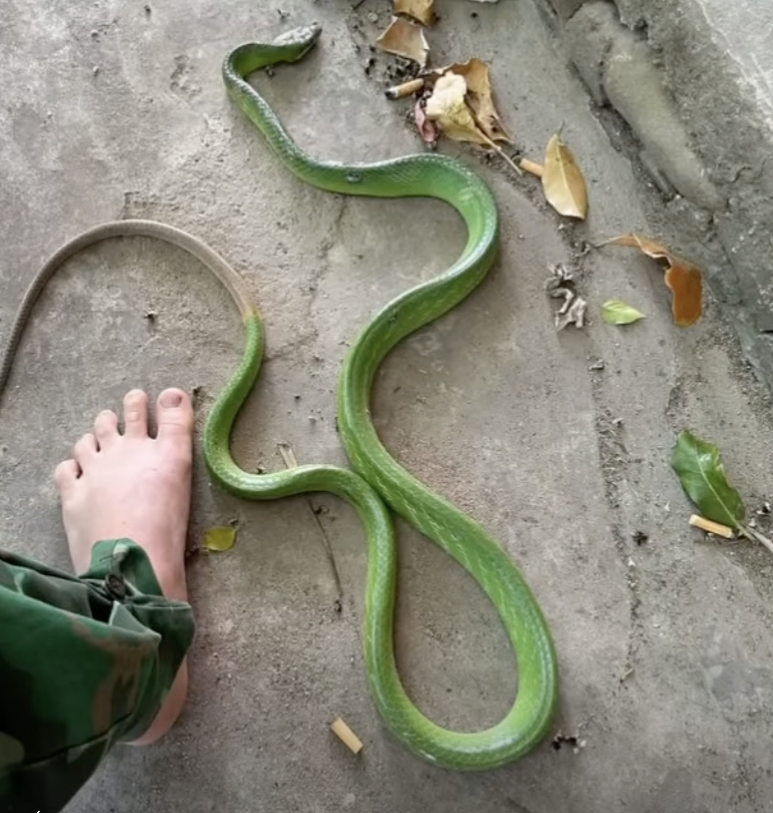 Khoảnh khắc sinh tử: Mẹ lao vào cứu con khỏi rắn độc trên võng - Ảnh 1.