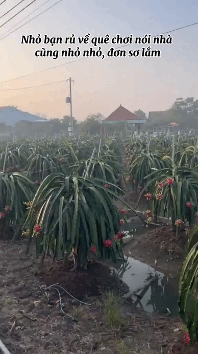 Clip: Bạn miền Tây rủ về nhà chơi, cái kết "nhớ đến già" - Ảnh 4.