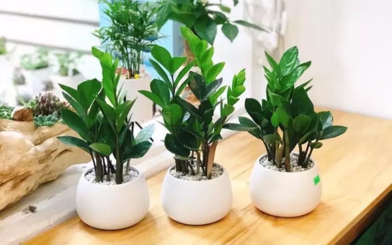 3 loại cây đặt tại phòng khách giúp năm mới Bính Ngọ may mắn, tiền – tài đều có- Ảnh 1.