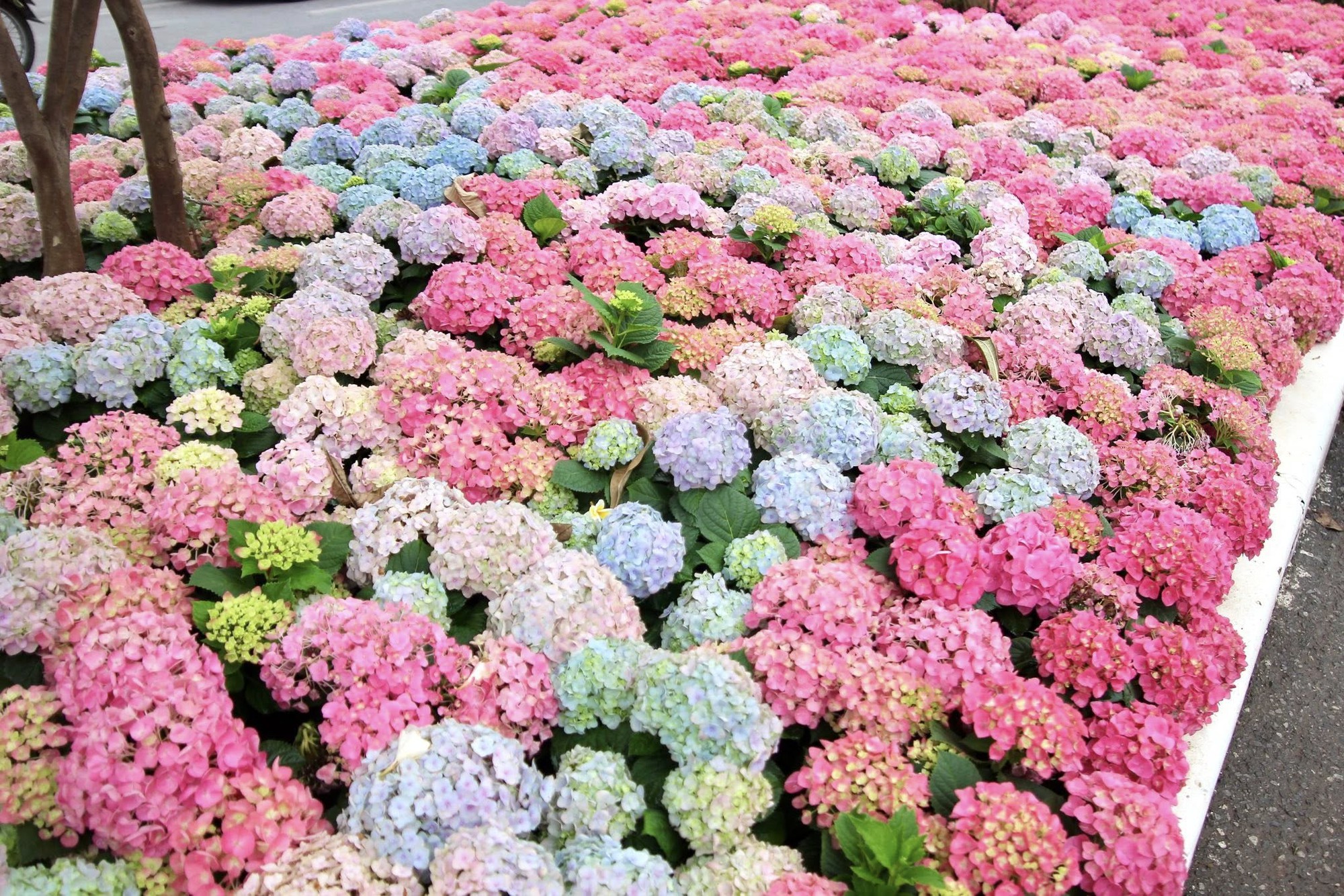 Một góc đường Trần Duy Hưng, Hà Nội gây chú ý - Ảnh 2.