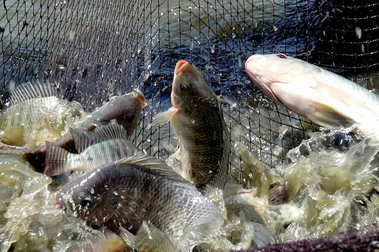 Top 6 loại cá ít thủy ngân bậc nhất- Ảnh 4.