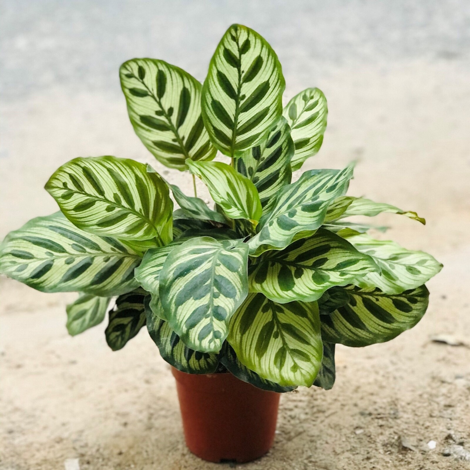 Loài cây này là "cây của năm 2026": Trồng 1 chậu trong nhà, gia chủ lên hương, có của ăn của để - Ảnh 2.