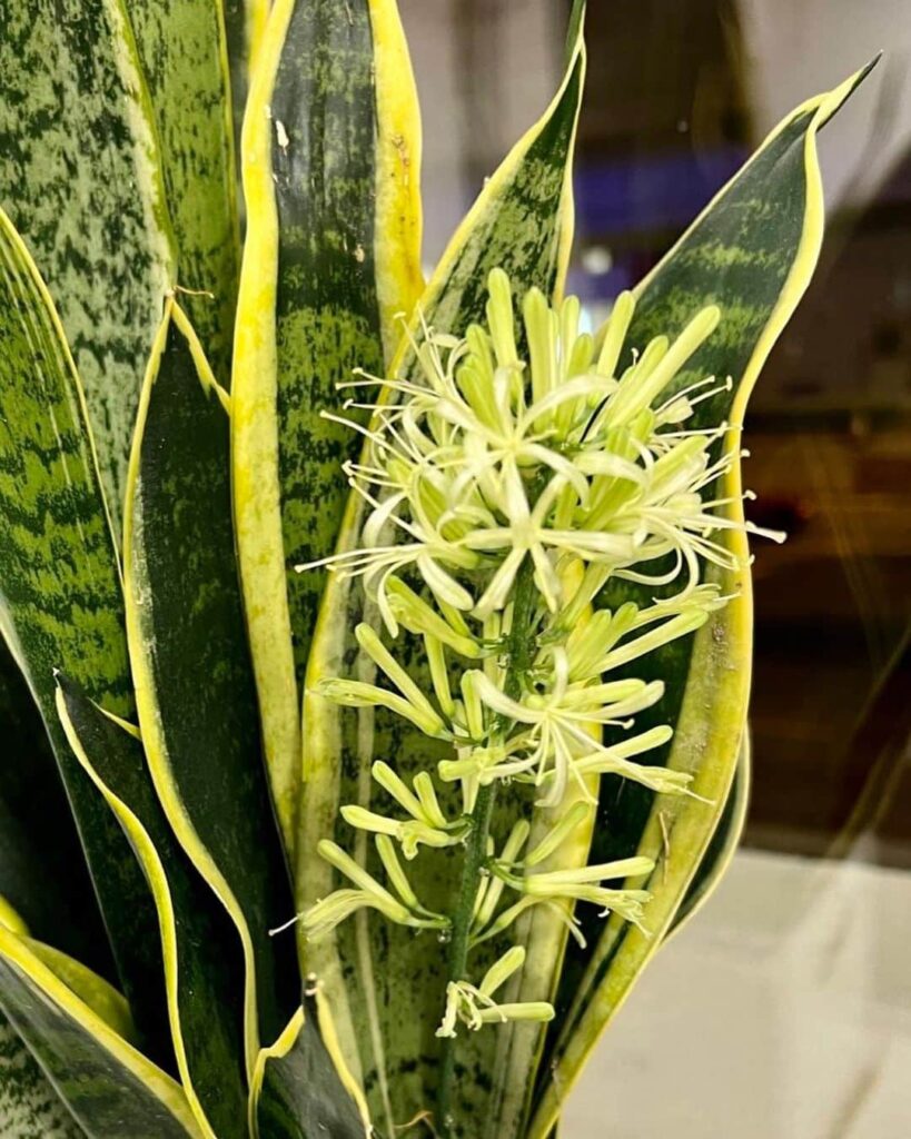 4 loại cây cảnh nở hoa sẽ mang điềm lành cho gia chủ - Ảnh 2. 4 loại cây cảnh nở hoa sẽ mang điềm lành cho gia chủ - Ảnh 2.