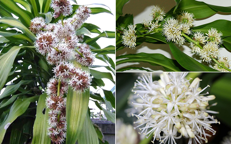 4 loại cây cảnh nở hoa sẽ mang điềm lành cho gia chủ - Ảnh 1. 4 loại cây cảnh nở hoa sẽ mang điềm lành cho gia chủ - Ảnh 1.