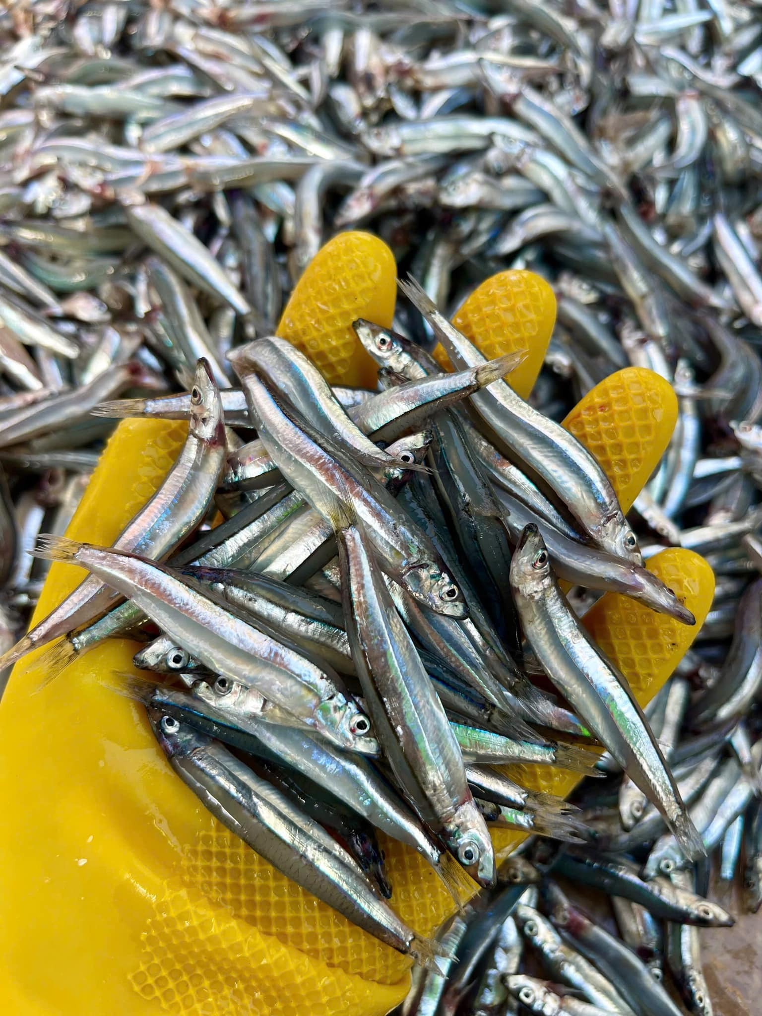 Top 6 loại cá ít thủy ngân bậc nhất- Ảnh 6.