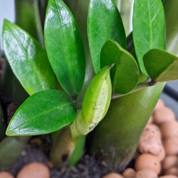 4 loại cây cảnh nở hoa sẽ mang điềm lành cho gia chủ - Ảnh 3. 4 loại cây cảnh nở hoa sẽ mang điềm lành cho gia chủ - Ảnh 3.