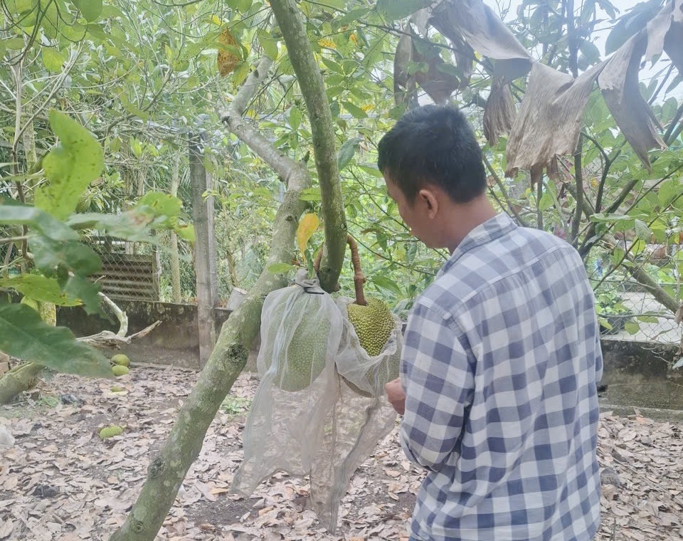 - Ảnh 1. - Ảnh 1.