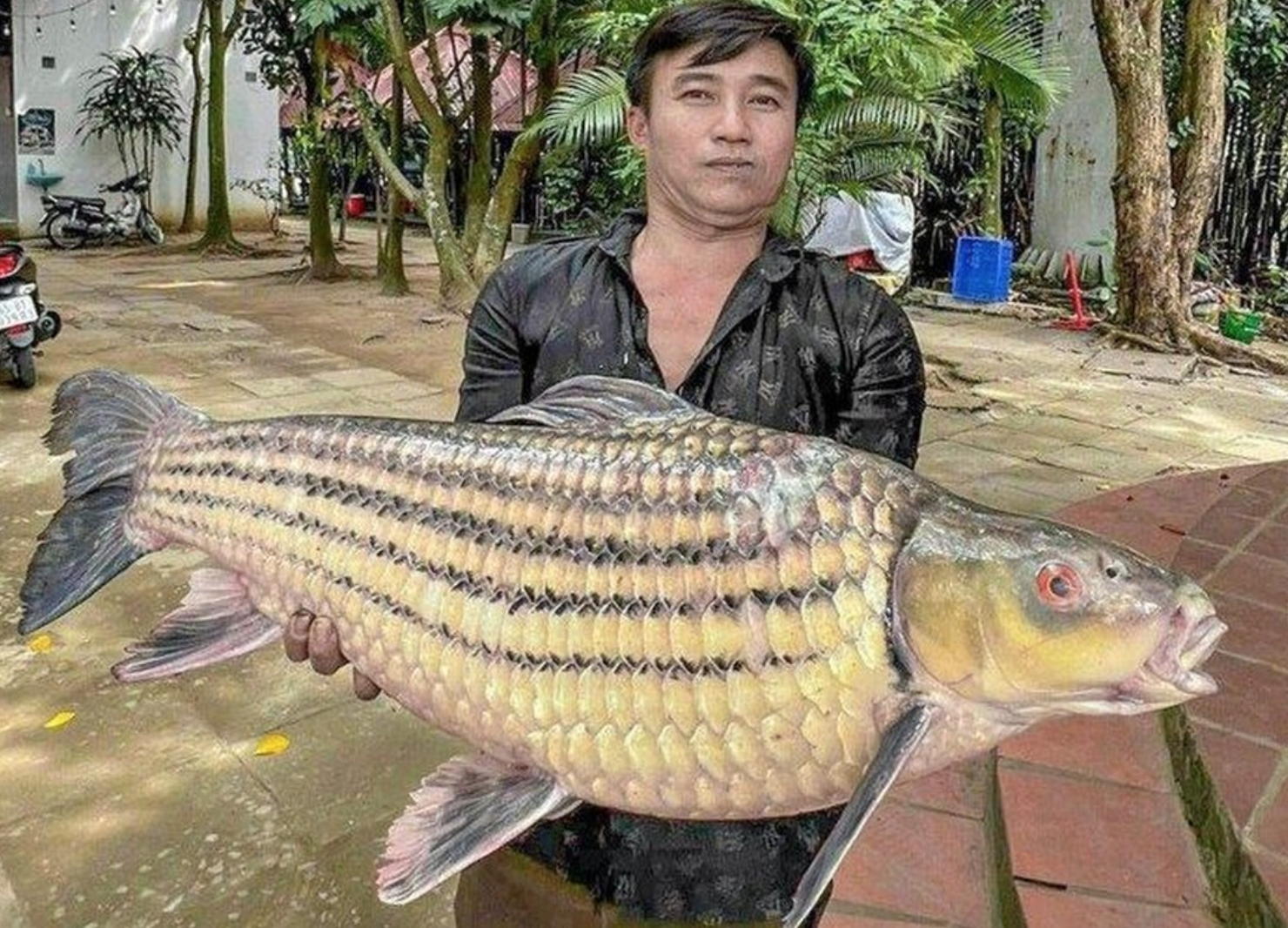 "Quái ngư" trên sông Hậu, nổi tiếng khắp Đông Nam Á - Ảnh 1. "Quái ngư" trên sông Hậu, nổi tiếng khắp Đông Nam Á - Ảnh 1.