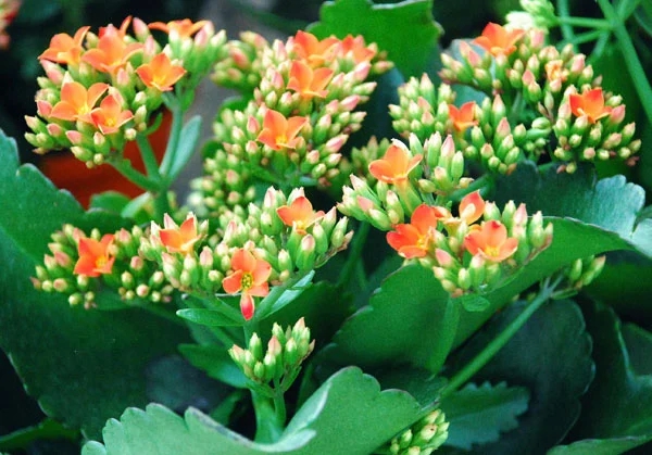 5 loại cây chiêu tài được người giàu đặc biệt thích, 10 nhà thì 9 nhà đều trồng, mang lại sự thịnh vượng cho cả gia đình- Ảnh 4.